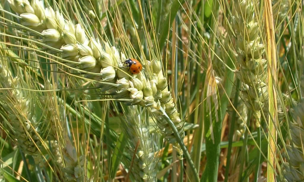 Il Tasso