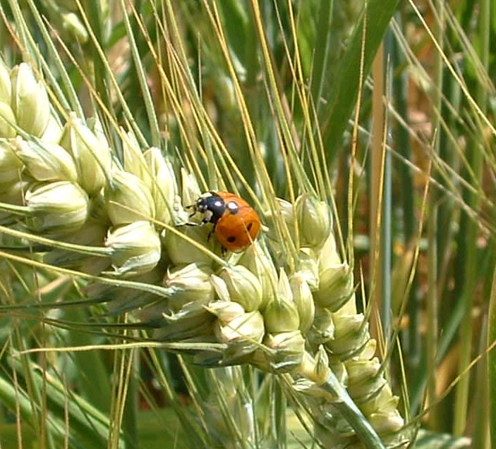 Il Vecchio Castagno