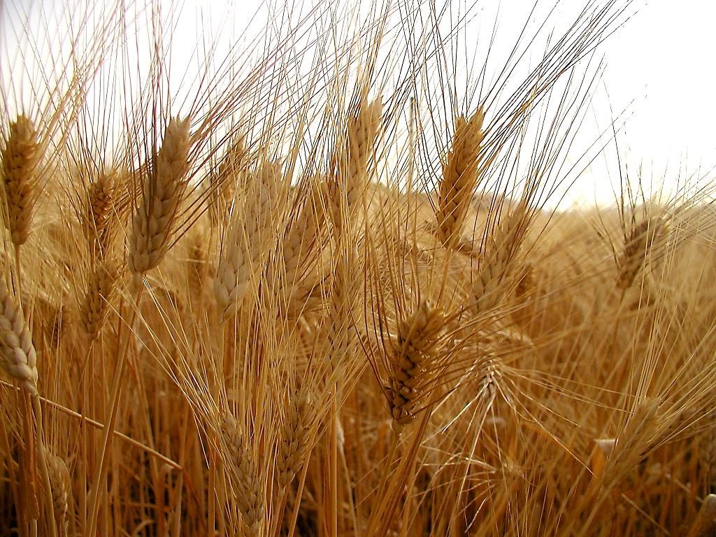 Chambre: transmis au Sénat le texte unifié de l’agriculture biologique