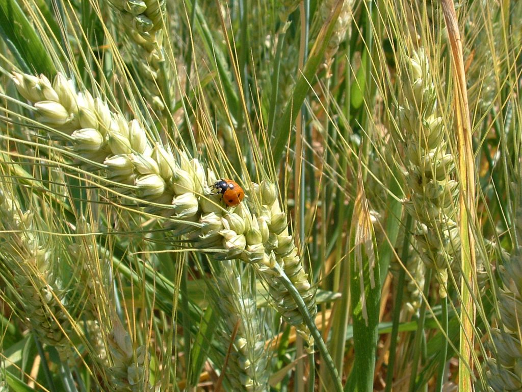 Erbe di montagna